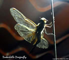 Dragonfly Tinkerbell